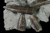 Fossil Belemnite (Paxillosus) Cluster - Mistelgau, Germany #139453-1